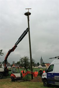 Störche