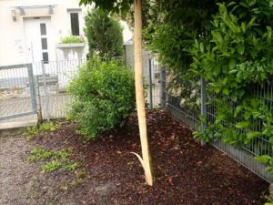 Baum Spieplatz Büchig