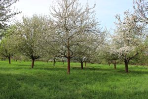 Streuobstwiese Im Bruch