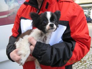 Hund Büchig