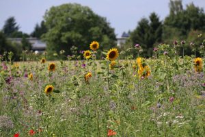 Blumenwiese