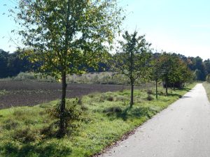 Kirschenallee Friedrichstal