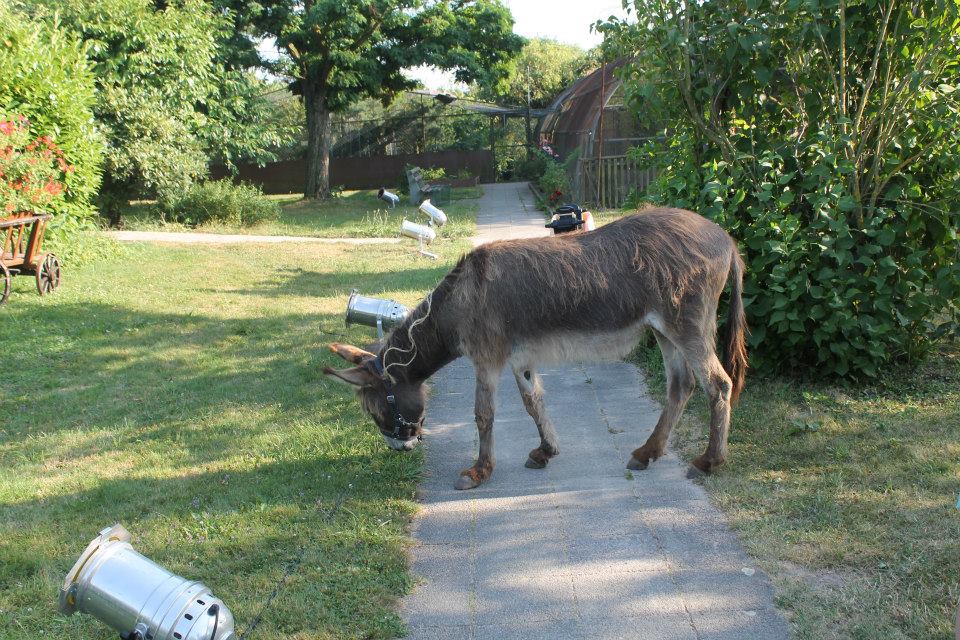 Sommerfest (Foto: Verein der Vogelfreunde Blankenloch) Sommerfest