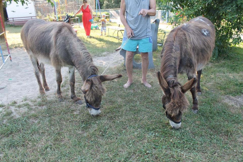 Esel (Foto: Verein der Vogelfreunde Blankenloch) Esel