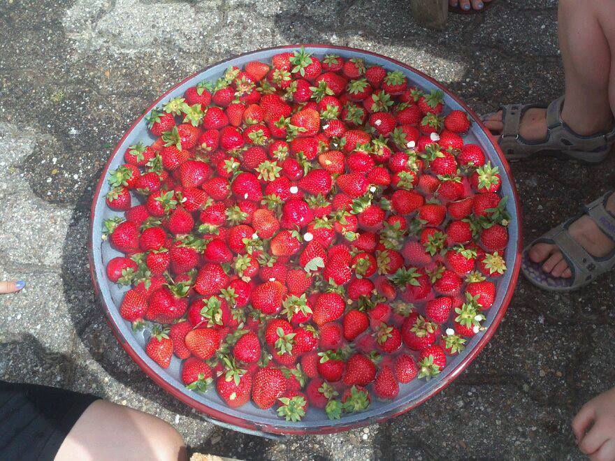 Erdbeeren (Foto: Verein der Vogelfreunde Blankenloch) Erdbeeren