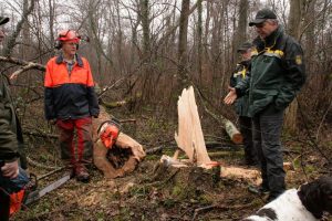 Eine Baumfällaktion wurde zur Anschaulichkeit für die Teilnehmer bei der Waldbegehung dargestellt.