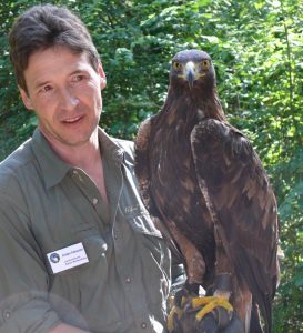 Steinadler