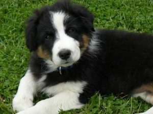 Hund Emil