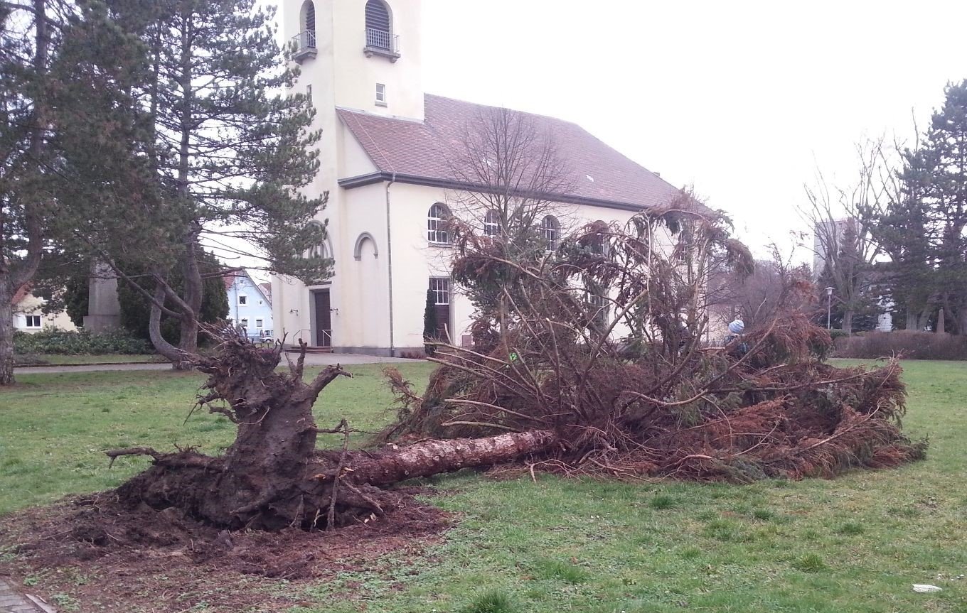 Entwurzelter Baum in Friedrichstal - Quelle: Esra Ek