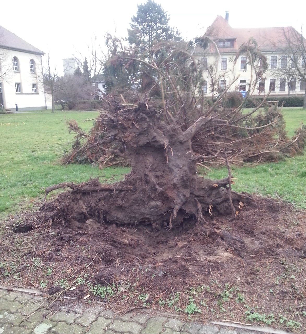 Entwurzelter Baum in Friedrichstal - Quelle: Esra Ek