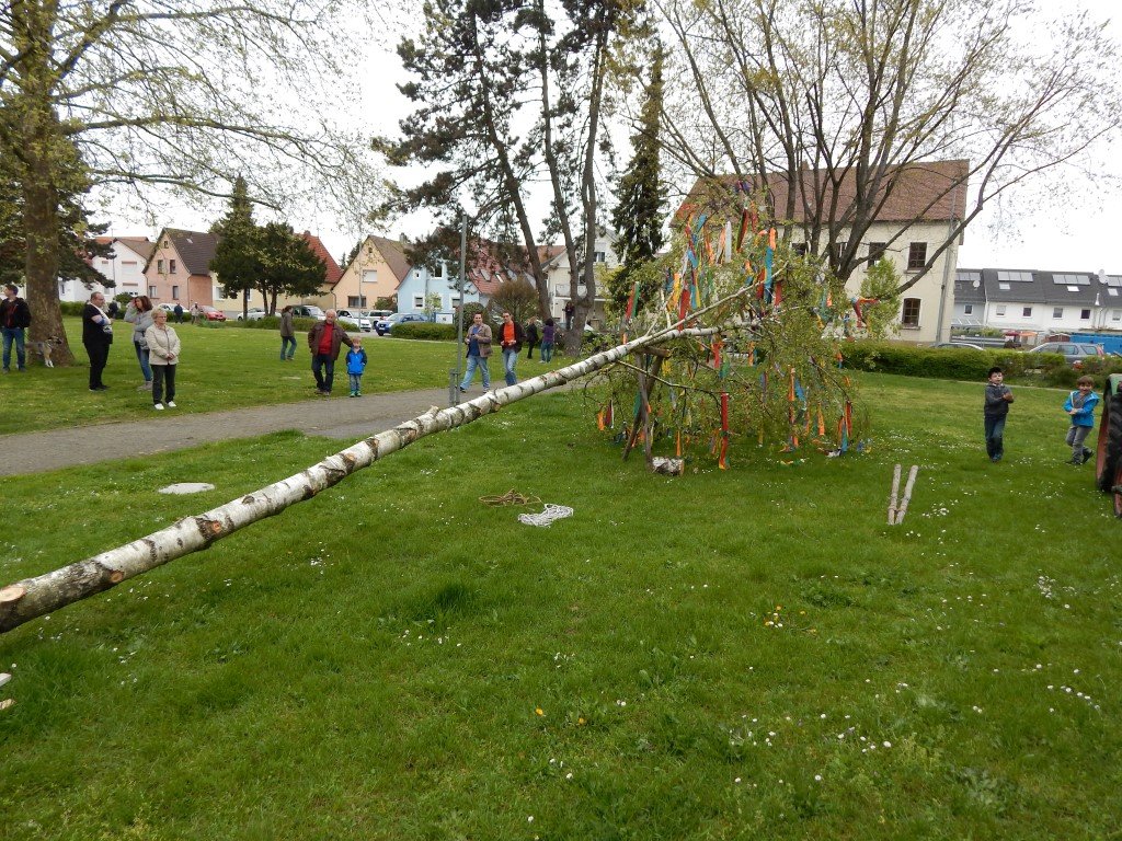 Der Maibaum