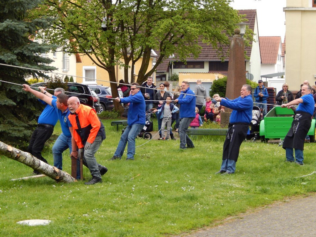 Der Maibaum wird aufgerichtet