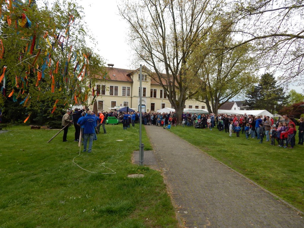 Der Maibaum wird aufgerichtet