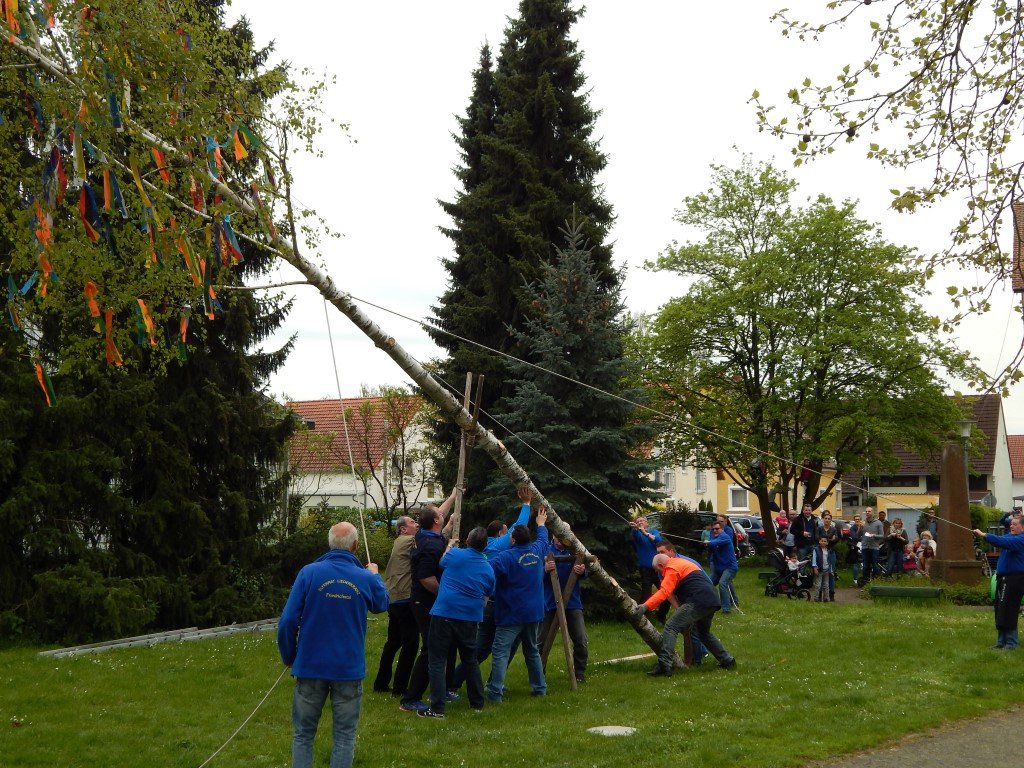 Der Maibaum wird aufgerichtet
