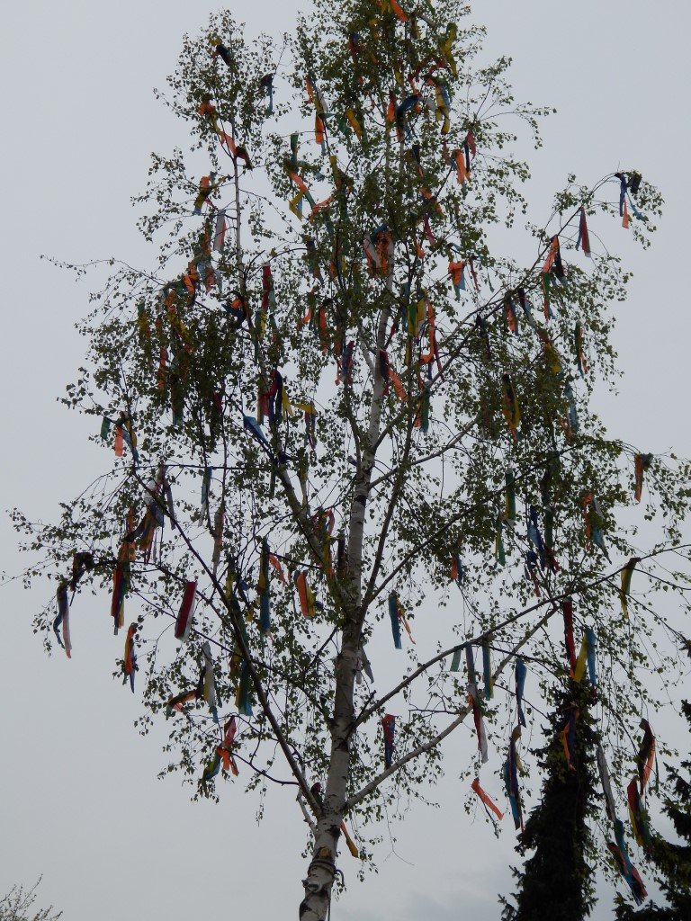 Maibaum steht