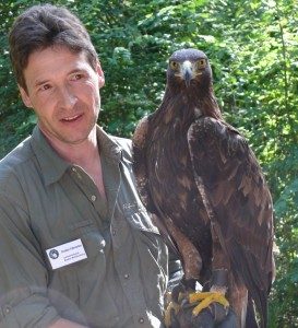 Steinadler