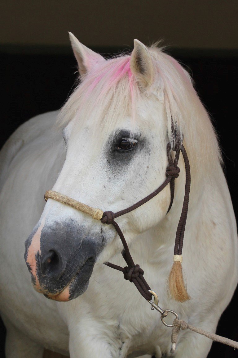 Pony Cora