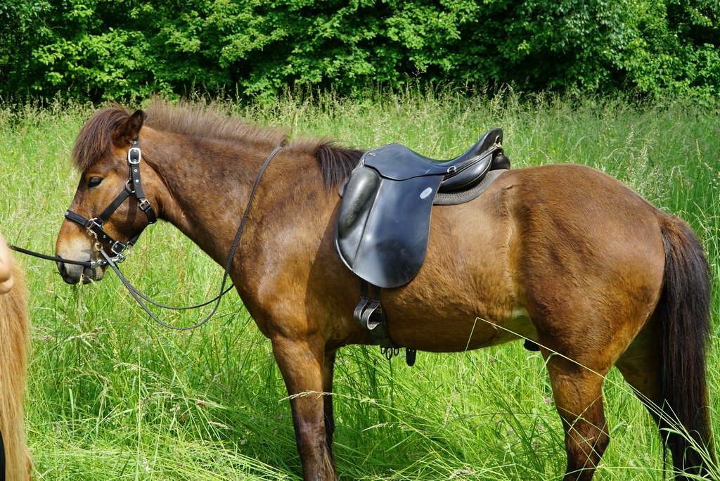 Ponyreiten