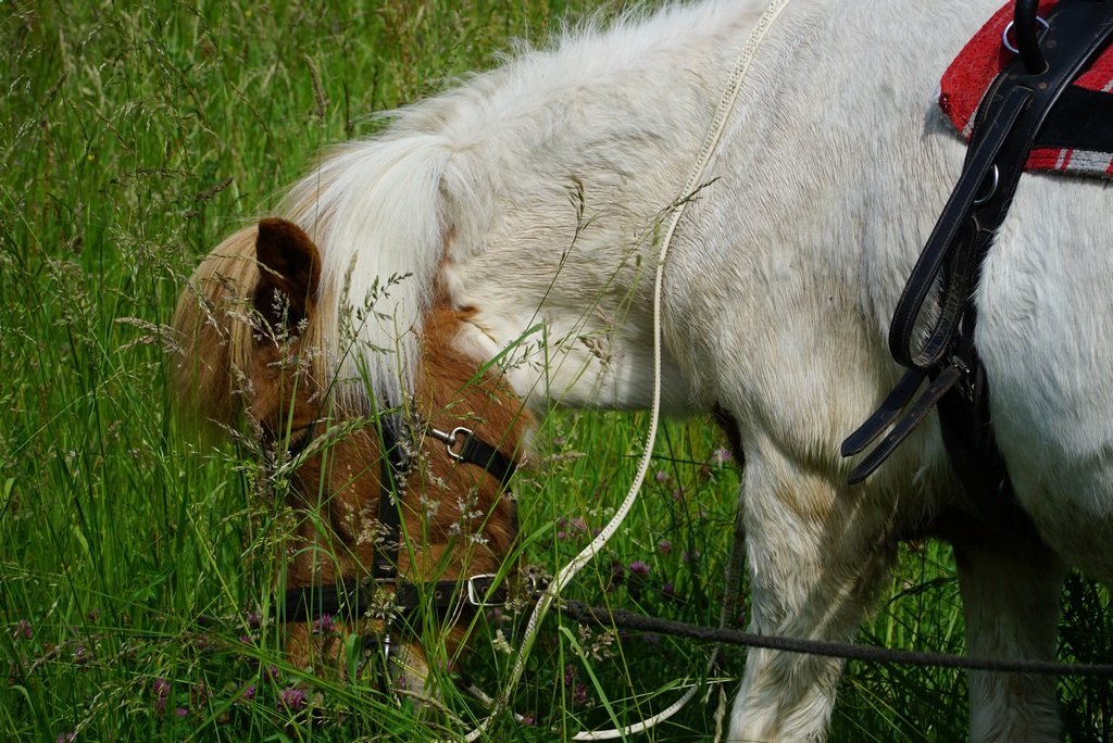 Ponyreiten